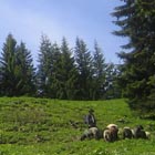 Flock of sheep with a shepherder on an alpine pasture, in the background are some spruces.