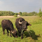 Two eating water buffalo in the evening light.