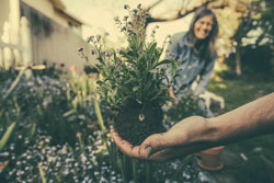Foto einer Hand, die im Garten eine Pflanze pflanzt (Foto: Benjamin Combs/Unsplash).