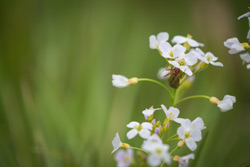 Ein Insekt sitzt an der weißen Blüte von Wiesenschaumkraut (Foto: Laura Wollschläger).