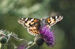  Ein farbenfroher Distelfalter sitzt auf einer lilafarbenen Distelblüte (Foto: Laura Wollschläger).