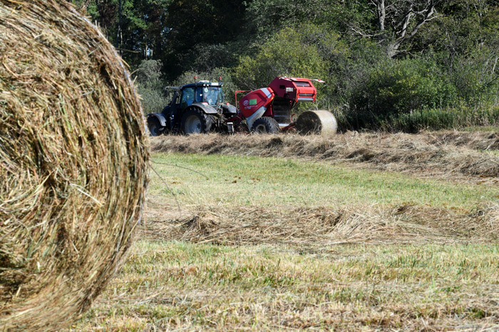 Ein Traktor presst im Hintergrund Heuballen aus Landschaftspflegegras auf einer Nasswiese. Ein Heuballen fällt aus der Ballenpresse heraus. Am Boden liegen Heuschwaden, die Wiese ist frisch gemäht. Im Vordergrund ist ein halber Heuballen zu sehen. Hinter der Wiese stehen Büsche und Bäume.