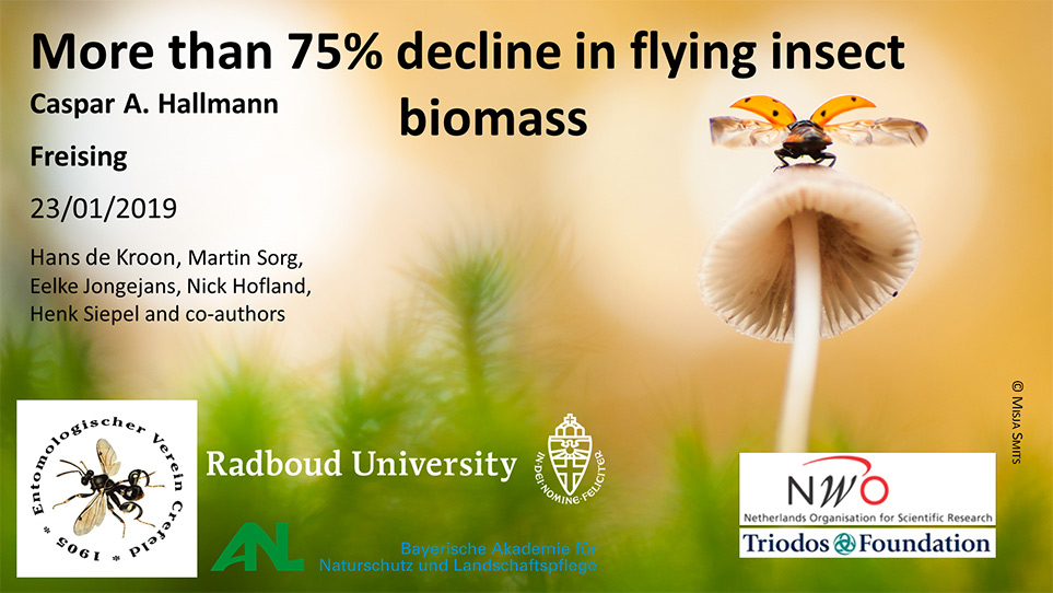 Das Bild zeigt die Titelfolie des Vortrages More than 75% decline in flying insect biomass von Caspar Hallmann, Hans de Kroon und weiteren.