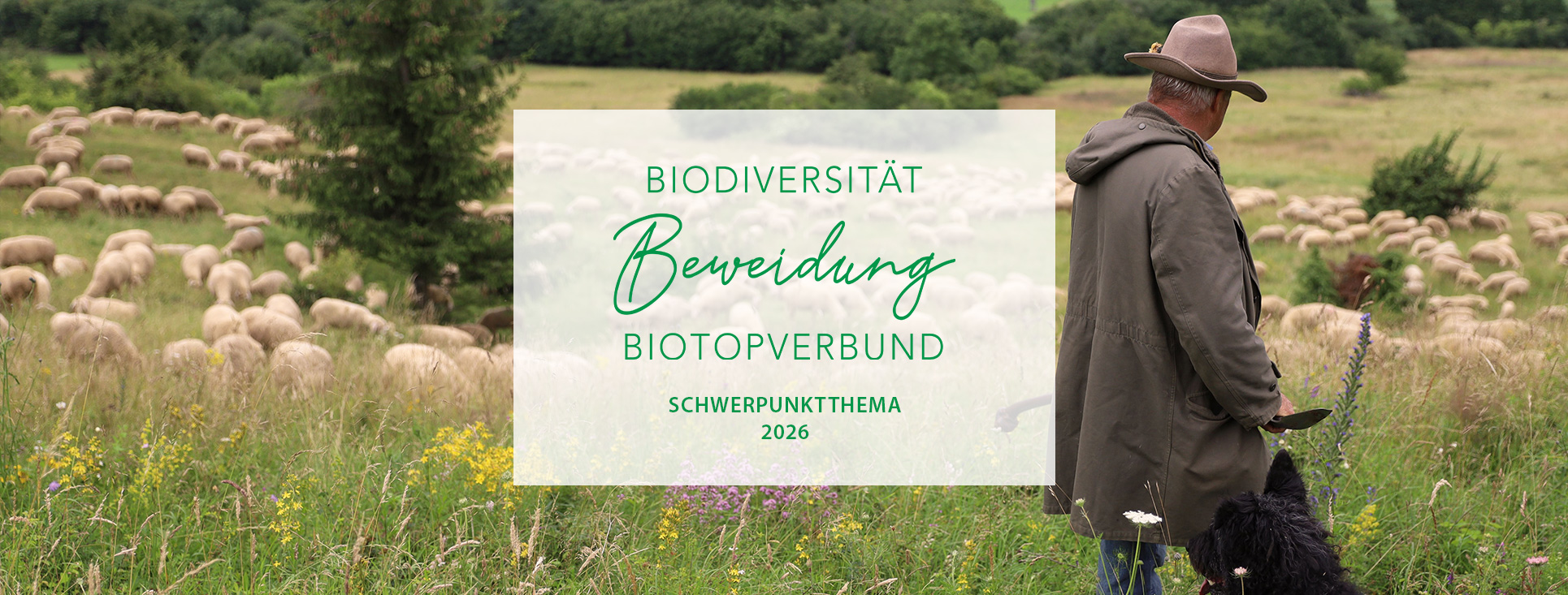 Interner Link zum Schwerpunktjahr 2026 Beweidung mit einer Schafherde